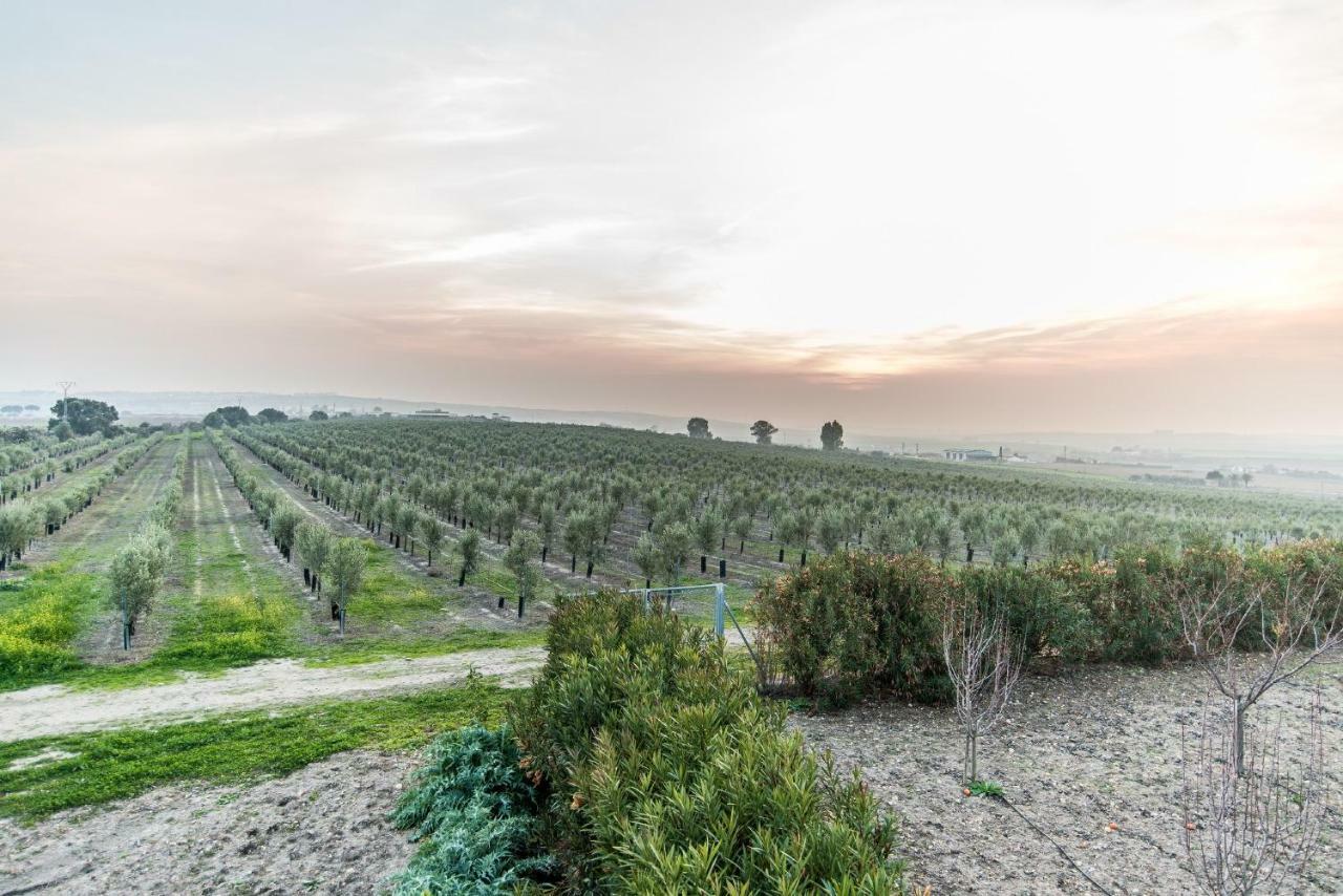 Vivienda Rural Olivar De San Telmo 아르코스델라프론테라 외부 사진