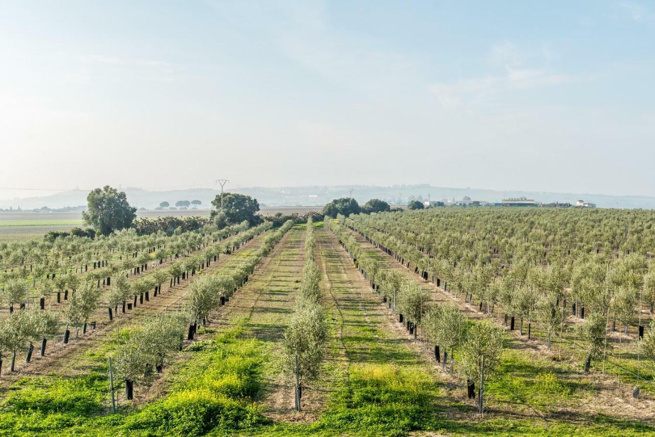 Vivienda Rural Olivar De San Telmo 아르코스델라프론테라 외부 사진